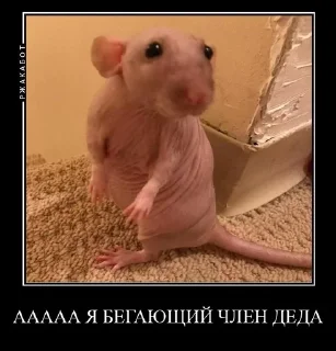 👻 emoji Крысиная галерея Telegram sticker 10 of 11