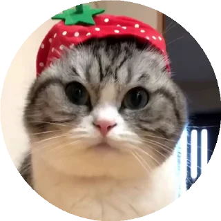 🍓 emoji Больше стикеров тут: @allstickers_tg Telegram sticker 13 of 50