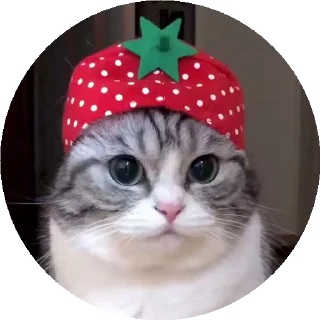 🍓 emoji Больше стикеров тут: @allstickers_tg Telegram sticker 12 of 50