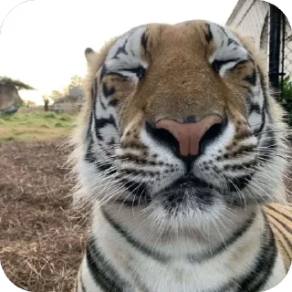 😊 emoji йоу:: @gguuiopt Telegram sticker 19 of 42