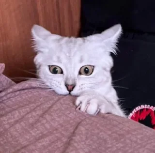 💀 emoji Тварини-терористи Telegram sticker 20 of 36
