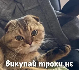 🧋 emoji Тварини-терористи Telegram sticker 7 of 36