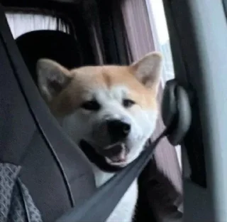 🍩 emoji Тварини-терористи Telegram sticker 22 of 36