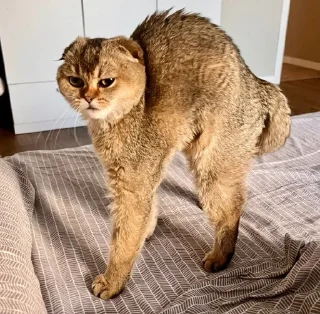🧋 emoji Тварини-терористи Telegram sticker 6 of 36