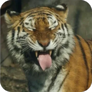 👅 emoji йоу:: @gguuiopt Telegram sticker 15 of 42