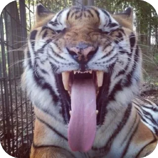 😝 emoji йоу:: @gguuiopt Telegram sticker 8 of 42