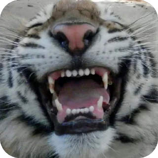 😁 emoji йоу:: @gguuiopt Telegram sticker 22 of 42