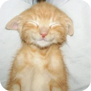 👍 emoji мемы тикток by vozmozhnoksusha Telegram sticker 5 of 120