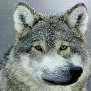 🐺 emoji мемная папка влада Telegram sticker 3 of 118