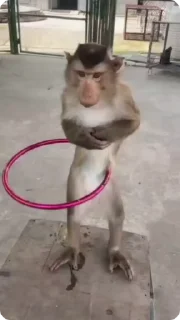 🐒 emoji бибизьянкии Telegram sticker 7 of 11