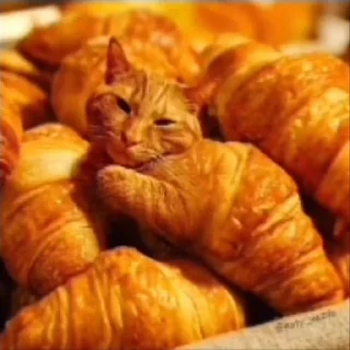 🥐 emoji котики Telegram sticker 5 of 18
