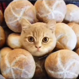 🥯 emoji котики Telegram sticker 6 of 18