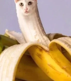 🍌 emoji котики Telegram sticker 14 of 18