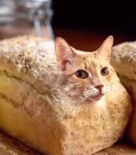 🍞 emoji котики Telegram sticker 9 of 18
