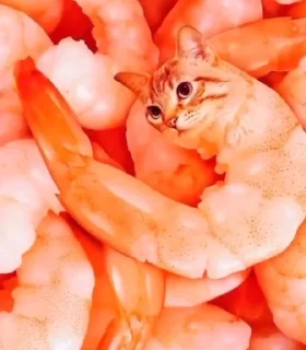 🍤 emoji котики Telegram sticker 7 of 18