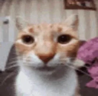 Sticker from kitties