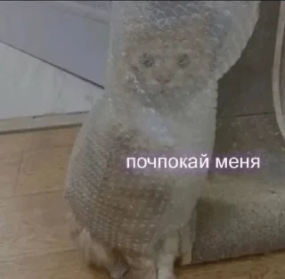 Sticker from Котячьи пикчи @nastikxx00