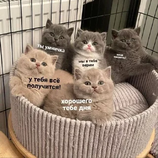💋 emoji обнимашки Telegram sticker 6 of 84