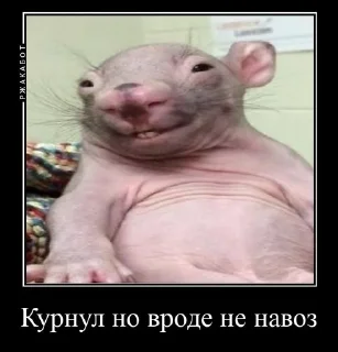 Sticker from Крысиная галерея