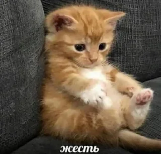 😢 emoji Bipolyarka Telegram sticker 19 of 60