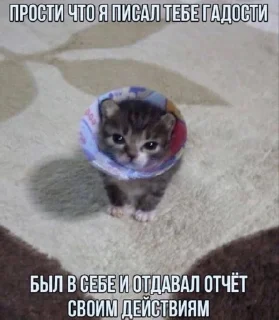 🌟 emoji каты Telegram sticker 13 of 93