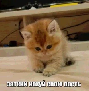 🌟 emoji каты Telegram sticker 15 of 93