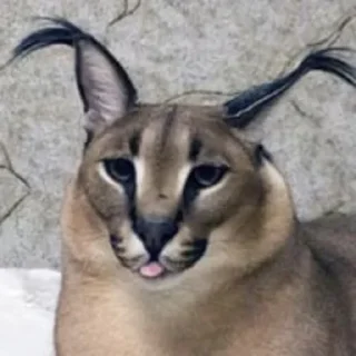 😝 emoji 4 ночи с котами мемами Telegram sticker 4 of 64