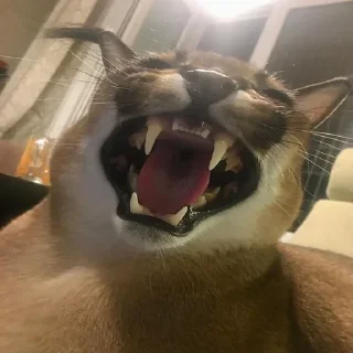 😂 emoji 4 ночи с котами мемами Telegram sticker 15 of 64