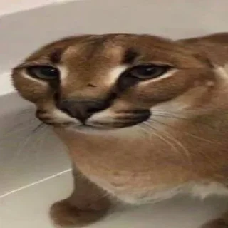 👀 emoji 4 ночи с котами мемами Telegram sticker 12 of 64