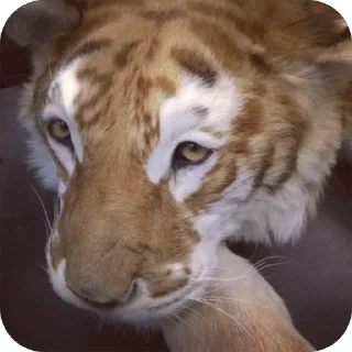 😕 emoji йоу:: @gguuiopt Telegram sticker 7 of 42