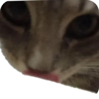🐱 emoji Fenibut&persik Telegram sticker 11 of 16