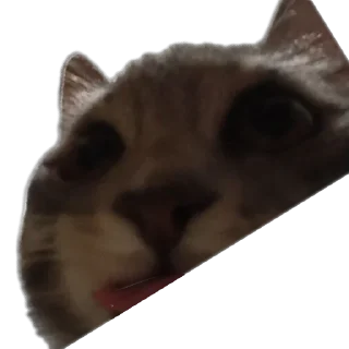 🐱 emoji Fenibut&persik Telegram sticker 6 of 16