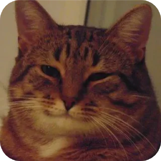 ☺ emoji Nyashkavkusnyashka Telegram sticker 6 of 52