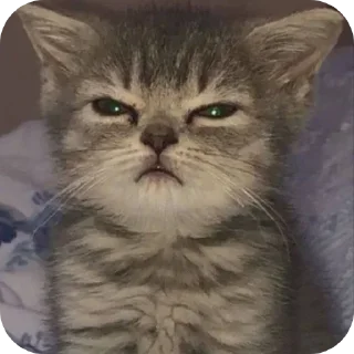🌟 emoji котики Telegram sticker 24 of 69