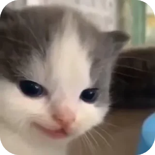 🌟 emoji котики Telegram sticker 17 of 69