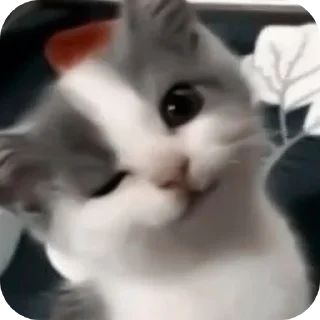 🌟 emoji котики Telegram sticker 8 of 69