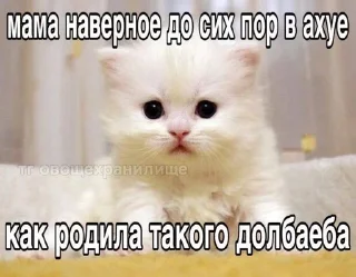 🌟 emoji каты Telegram sticker 10 of 93