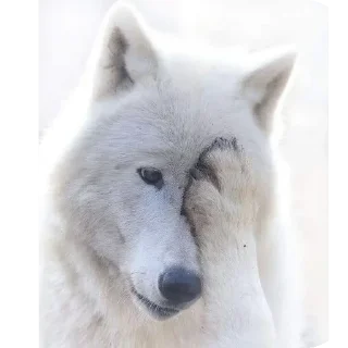 🤦‍♀ emoji в○●уки@makuushkaa Telegram sticker 16 of 81