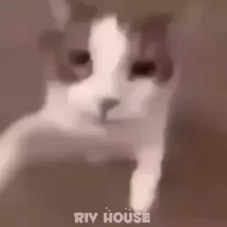 Sticker from riv_house_Gif