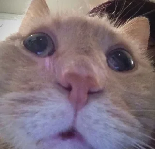 😮 emoji Кошарки от Мотьки Telegram sticker 4 of 32