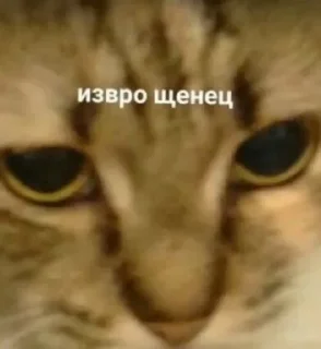 😑 emoji Кошарки от Мотьки Telegram sticker 19 of 32