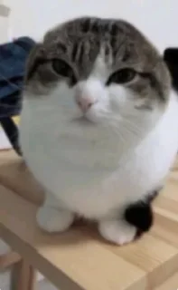 😠 emoji Кошарки от Мотьки Telegram sticker 18 of 32
