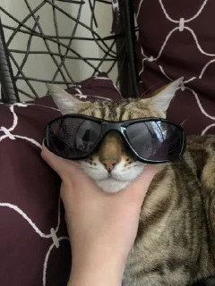 😎 emoji котики123 Telegram sticker 7 of 61