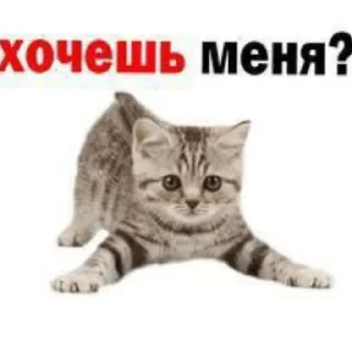 🐱 emoji Кончил Telegram sticker 9 of 22