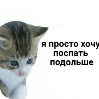 🐱 emoji миу Telegram sticker 6 of 17