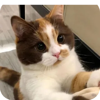 🐱 emoji Миу Telegram sticker 9 of 12