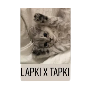 🐈 emoji FP league Telegram sticker 15 of 23