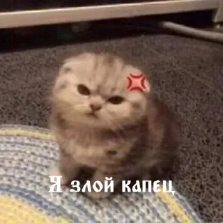 😡 emoji Котики by @DuoSticker_bot Telegram sticker 11 of 42
