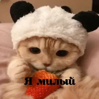 😻 emoji Котики by @DuoSticker_bot Telegram sticker 10 of 42