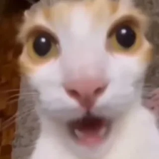 😨 emoji инсульт Telegram sticker 22 of 109